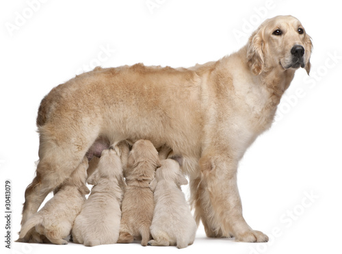 Photo: Golden Retriever mother, 5 years old, nursing her puppies Golden Retriever mother, 5 years old, nursing her puppies
