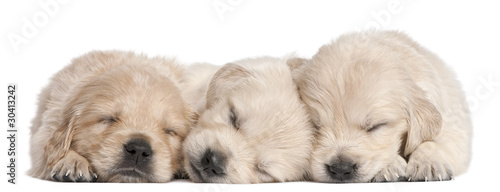 Photo: Golden Retriever puppies, 4 weeks old, asleep Golden Retriever puppies, 4 weeks old, asleep