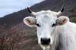 White Cow