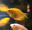 Trichogaster leeri, gold