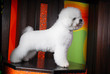 Beau a Bichon Frise