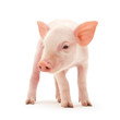 Pig on white