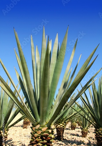 Photo: Agave tequilana plant for Mexican tequila liquor Agave tequilana plant for Mexican tequila liquor