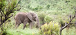 Foto: Elephant Elephant