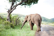 Foto: Elephant Elephant