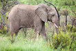 Foto: Elephant Elephant