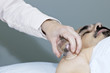 Cupping therapy in traditional chinese medicine