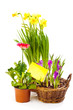 Spring flowering plants