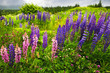 Newfoundland landscape with lupin flowers