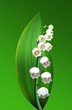 muguet muguet