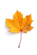 gelbes Herbstblatt
