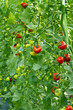 tomato tomato