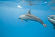 Swimming Spinner dolphins.