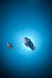 Two Arabian angelfish against sunball. Red Sea, Egypt.