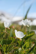 beautiful white flowers of cloudberries in nature