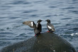 two birds on the stone near the water, associating
