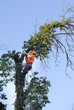 danger et sécurité en arboriculture danger et sécurité en arboriculture
