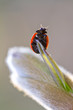 Coccinelle au printemps