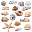 Foto: Colección de conchas marinas. Colección de conchas marinas.