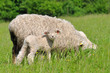 sheep and its lamb