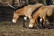 Przewalski-Pferde
