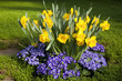 Foto: Osterglocken Osterglocken