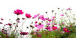 red flower