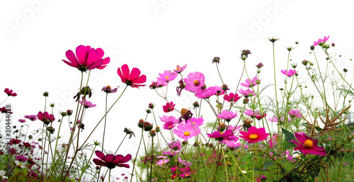 Photo: red flower red flower