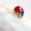 Coccinelle et fleur