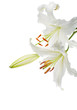 Flowers white lilies on a white background