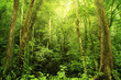 Rain forest