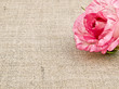 Pink rose on linen background