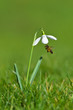 Snowdrop and Honey Bee Snowdrop and Honey Bee