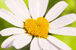 Marguerite coeur