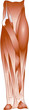 Leg muscle
