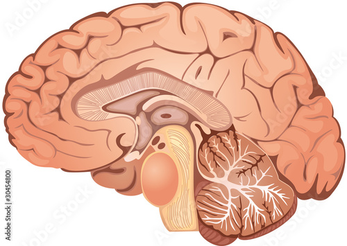 Vector: Brain Brain