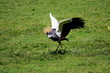 crowned crane