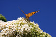 Butterfly cynthia cardui, la belle dame