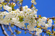 Cherry blossoms over cler blue sky Cherry blossoms over cler blue sky