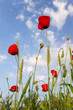 Poppy and wheat over blue sky Poppy and wheat over blue sky