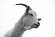 Portrait of goat on a white background Portrait of goat on a white background