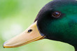 Portrait canard