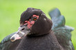 Portrait canard