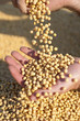 Human hands holding soy beans