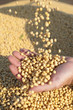Human hands holding soy beans