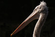 pelican frise