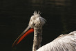 pelican frise