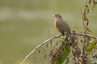 Foto: Rotbauch-Drossel - Turdus rufiventris Rotbauch-Drossel - Turdus rufiventris