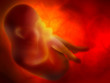 embryo