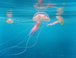 Pelagia Noctiluca